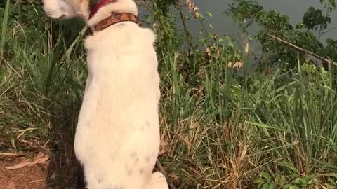 Dog watching nature