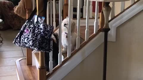 Black dog tries to get treat out of blue bag on stairs, faceplants