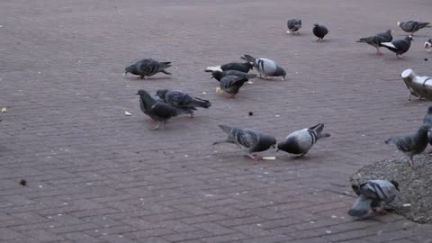 Handheld Medium Shot of Pigeons Feeding In Oxford