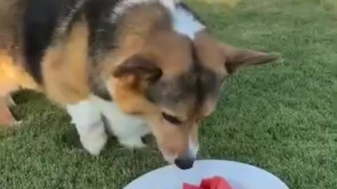 Corgi Loves Watermelon #shorts