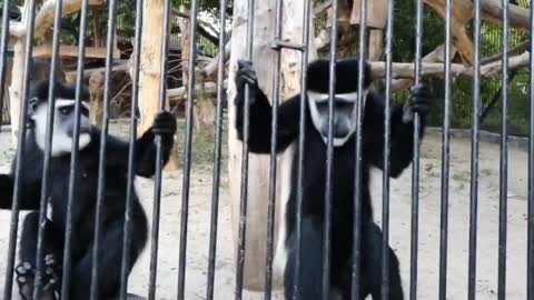 Beautiful monkey at the zoo