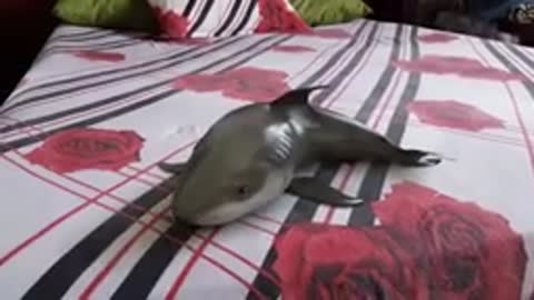 Bonding with baby shark
