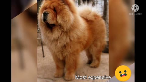 4 most expensive dogs in the world