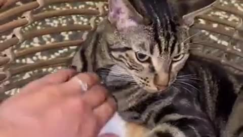 unny Cat Video of The Week - TRY NOT TO LAUGH☻☻☻