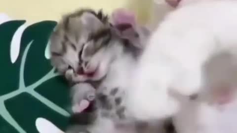 mommy cat petting her puppy . Love!