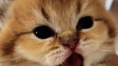 adorable cats beautiful voice