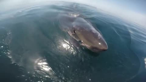 Great White Shark Circles Boat And Feeds On A Whale