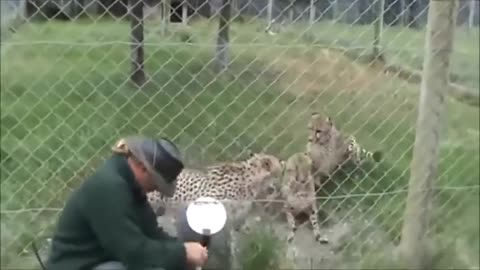 Funny Video || Cheetah 🐆 meowing like cats