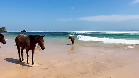 Sumba Island - Indonesia 🇲🇨