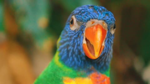 Colorful fluffy parrot bird
