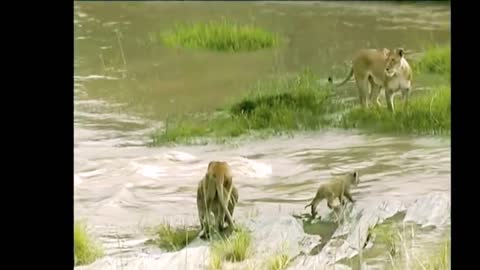 A Group of Lions Cross The River in a Strategic Manner