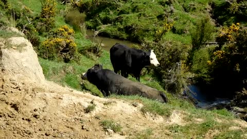 Scrub bulls of Pongaroa