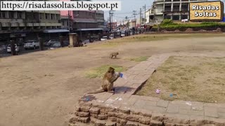 Monkey stole tourist water bottle