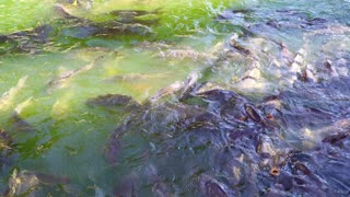 Carp feeding frenzy