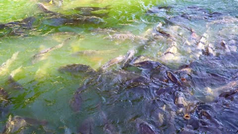 Carp feeding frenzy