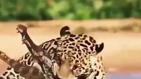 Jaguar vs crocodile