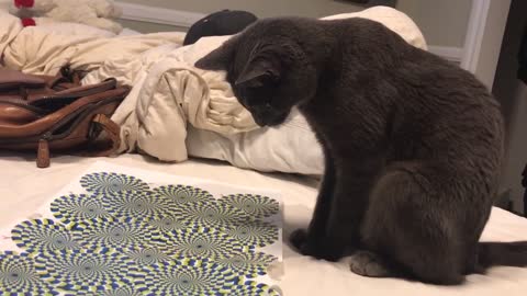 Cat Totally Loses His Mind When Owner Puts An Optical Illusion In Front Of Him