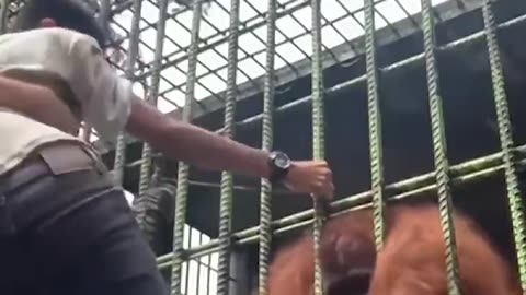 Orangutan grabs zoo visitor who jumped guardrail _ USA TODAY #Shorts