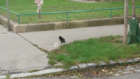 Crow pecks at plastic box