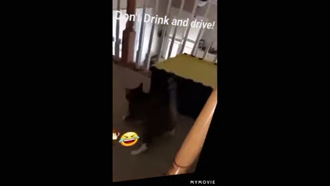 A drunk cat climbing the stairs , very funny cat