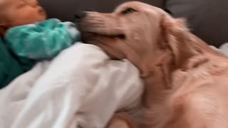 Pup Gently Loves on New Baby