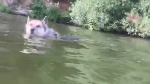Dog Jumping Off Paddleboard Sends Owner into the Water