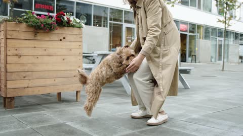 Dog Jumping Towards Owner