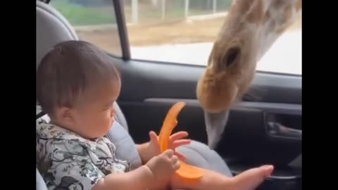 This giraffe really wants the baby’s food!