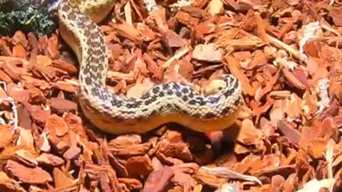 Gopher snake 🐍eat six pinkies mice