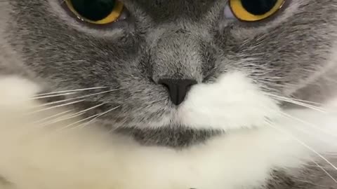 Chilliest Cat Ever Gives Very Deadly Look To The Camera