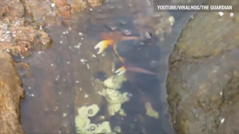 Octopus leaps out of water, grabs crab 10M views · 7 years ago