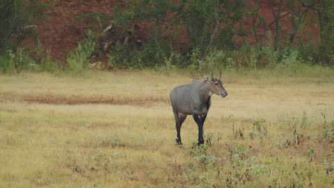 Dove and Nilgai Hunting at G2 Ranch