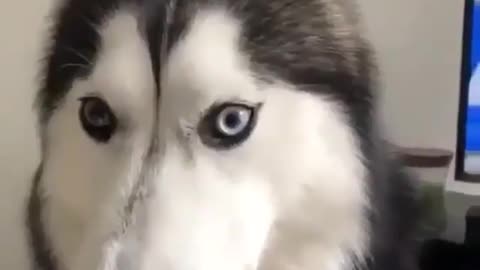 Funniest Siberian Husky Dog Videos 😁😇 Best Funny Animal Videos 2022 😺 Funny Dog Videos 2022 😁