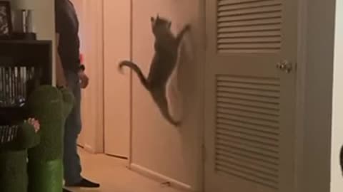 The cat jumps high