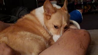 Love my corgi