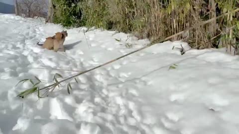 two happy puppies play in snow with cute cat