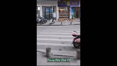 funny vedio cat and dog 2024