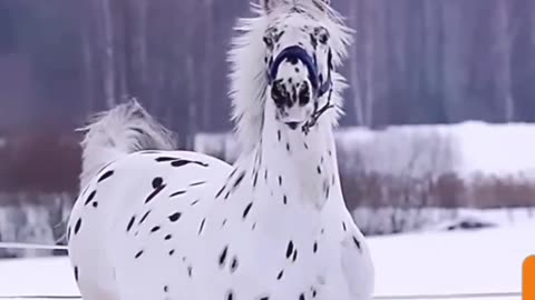 Majestic Marvel: Rare & Stunning Horse Runs Free in Snow - A Sight to Behold!