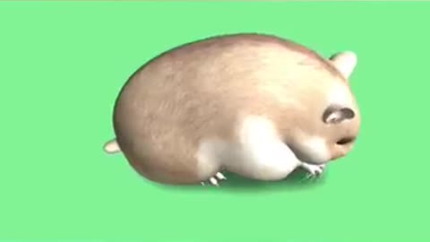 HAMSTER video green screen. FOOTAGE ANIMATION .