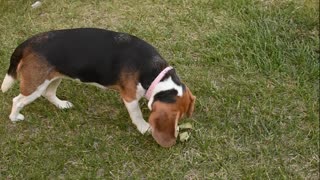 Cute Beagle Sniffs my Yard