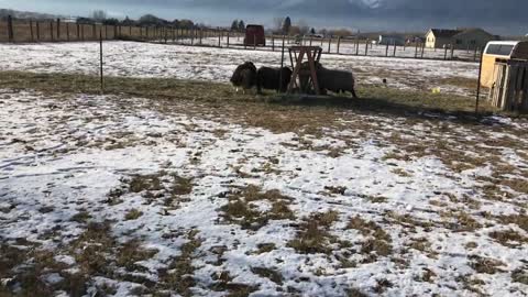 Easy Pallet Hay Feeder - Simply Home Life