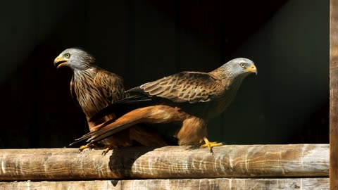 Falcon flying and landing on a wood