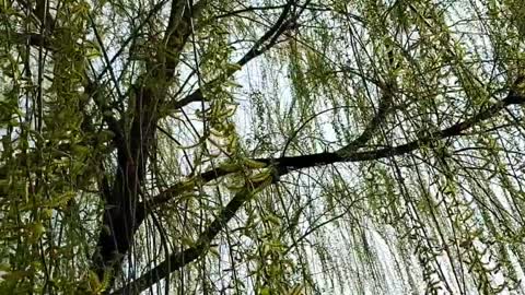 Spring-day Babylon willow.