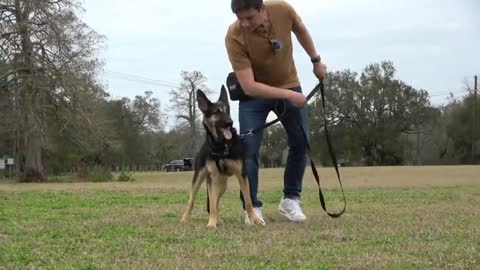 Reality Dog Training Be Able to Take This Reactive Dog on a Normal Walk
