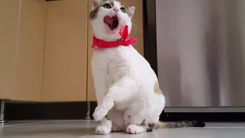 Funny cute cat with belt