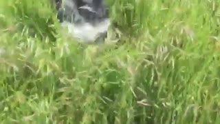 Black dog running on tall grass