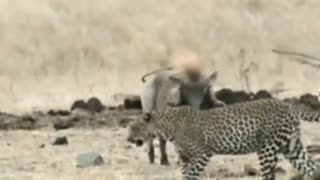 Brave Warthog faced Leopard in Kruger National Park #shorts #leopard