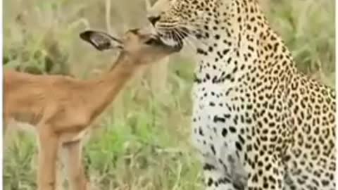 Sometimes an animal is more affectionate than a human. Can you imagine a tiger raising a deer?