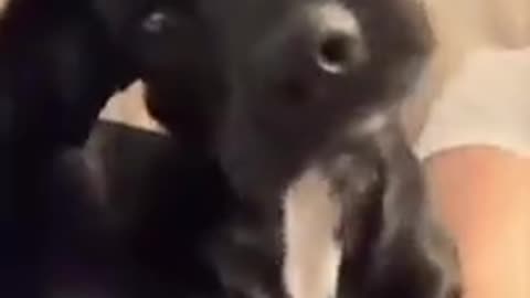 funny dog video try not to laugh