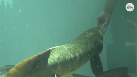 Meet the world's oldest aquarium fish | USA TODAY